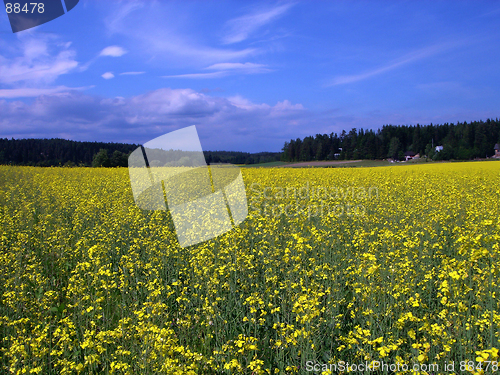 Image of Glade of yellow flowers