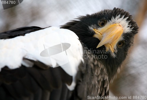 Image of Steller's  sea eagle - Haliaeetus pelagicus