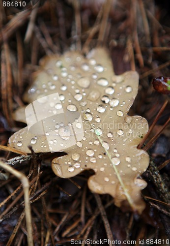 Image of Moisture on dropped leaf lying in grass