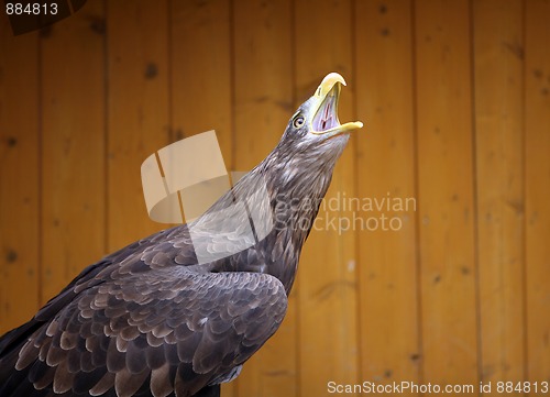 Image of Eagle in the ZOO