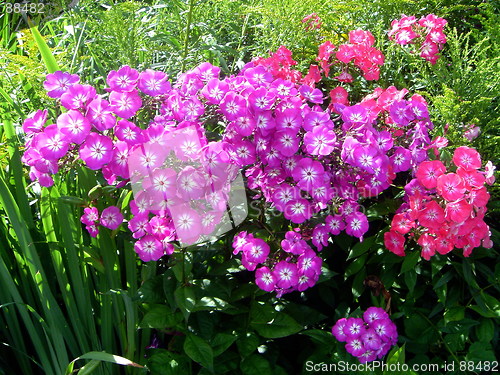 Image of Phlox