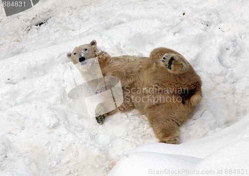 Image of Polar bear on the snow in zoo