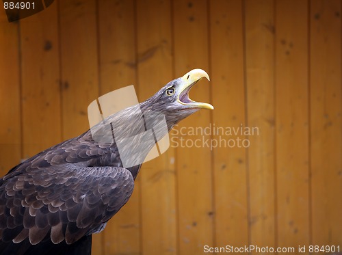Image of Eagle in the ZOO