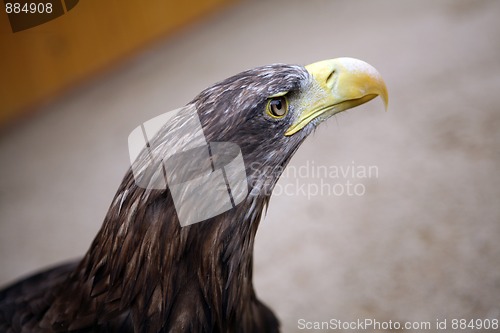 Image of Eagle in the ZOO