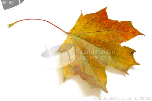 Image of Leaf