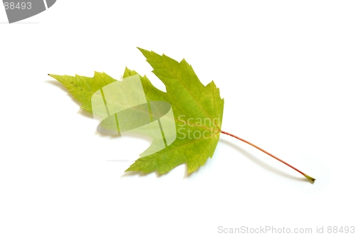 Image of Leaf