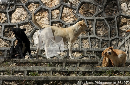 Image of Dogs on the street in San Cristobal