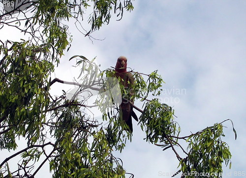 Image of The parrot on the tree