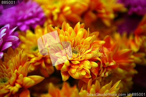 Image of Daisy flowers