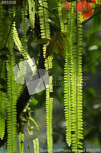 Image of Green plants near Agua Azul in Mexico