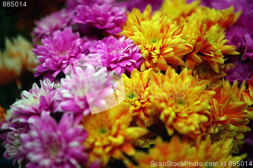 Image of Daisy flowers