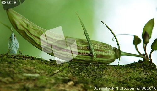 Image of Green plants near Agua Azul