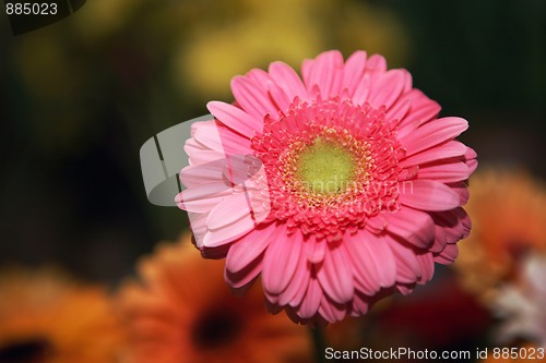 Image of Daisy flowers