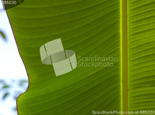 Image of Detail of green leaf groving near Agua Azul in Mexico