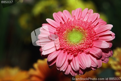 Image of Daisy flowers