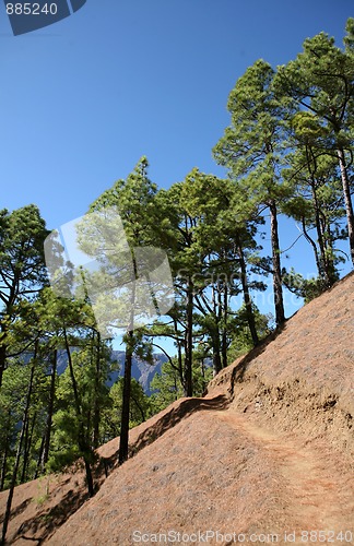 Image of Special canarian pine-tree in national park Caldera de Taburiente, La Palma, Canarian islands