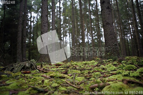 Image of Bohemian forest in the autumn