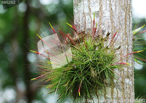 Image of forest flower growing on the tree, Yachilan Mexico