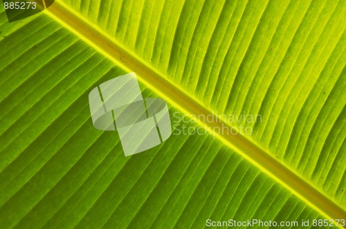 Image of Detail of green leaf growing near waterfall Agua Azul  in Mexico