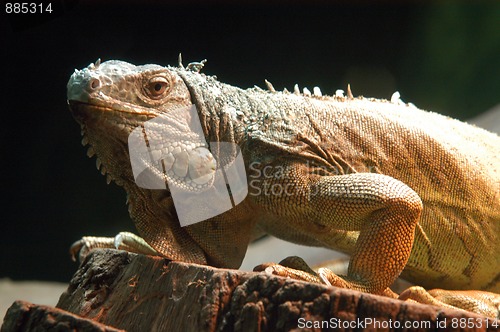 Image of portrait of iguana