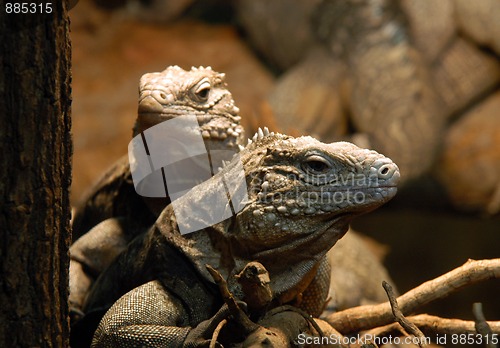 Image of portrait of couple of  iguanas