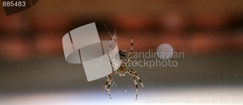 Image of Cross spider in its web