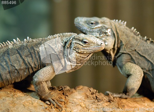 Image of portrait of couple of  iguanas
