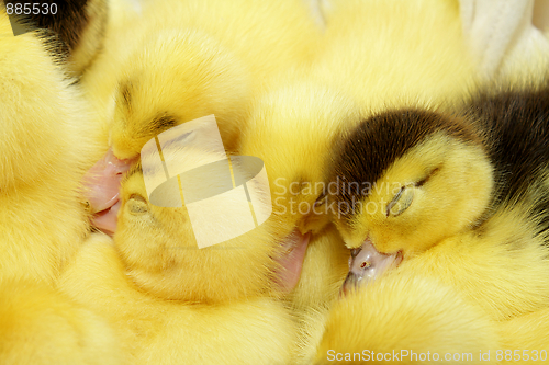 Image of Yellow and black ducklings sleeping