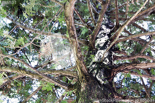 Image of Cypress tree