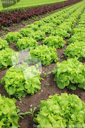 Image of Fresh lettuces in the fields