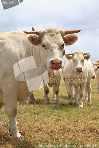 Image of Blondes d'Aquitaine cows