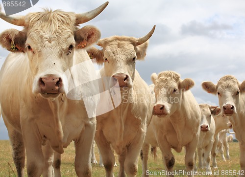 Image of Blondes d'Aquitaine cows