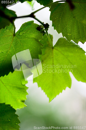 Image of green leaves