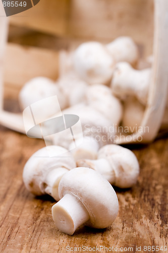 Image of fresh champignon