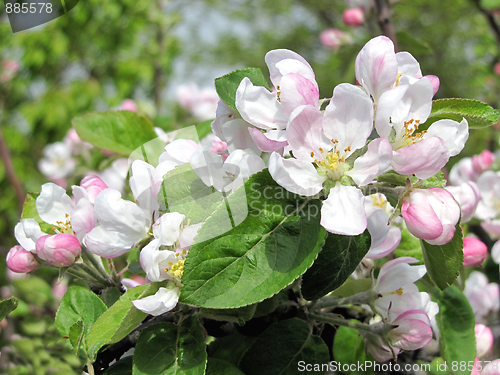 Image of blooming apple tree