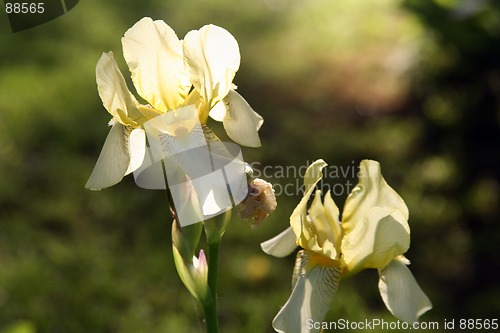 Image of Sunlit Flowers