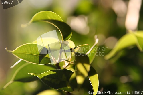 Image of Sunlit Leafs