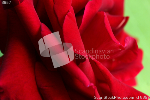 Image of Rose Red