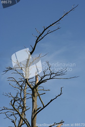 Image of Tree
