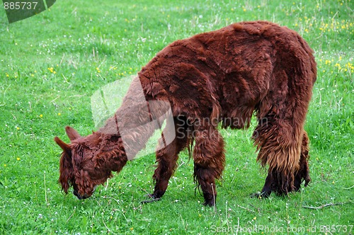 Image of Alpaca