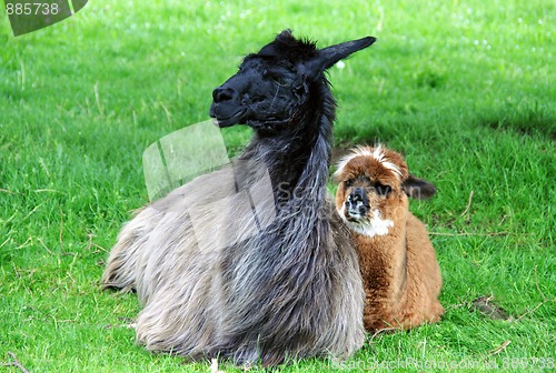 Image of Alpaca family