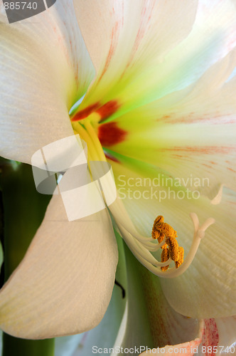 Image of Amaryllis - Close Up