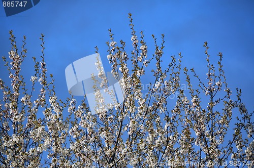 Image of Apple blossom