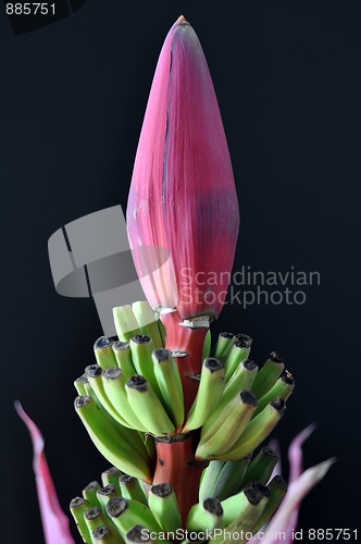 Image of Banana blossom with leaves