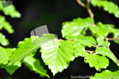 Image of Beech leaves in spring