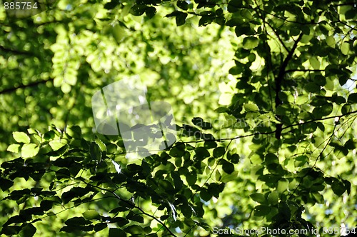 Image of Beech leaves in spring 3