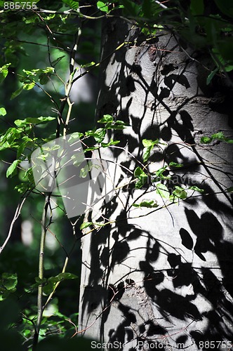 Image of Beech tree reflection in spring