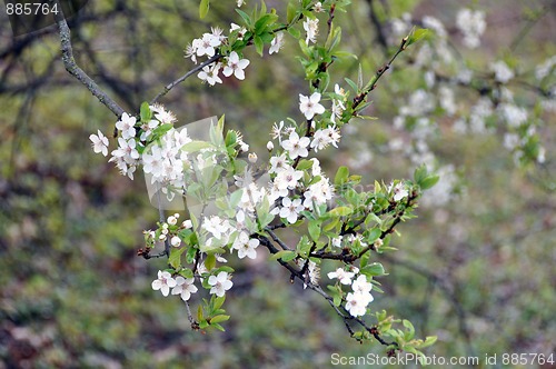 Image of Blackthorn blossom