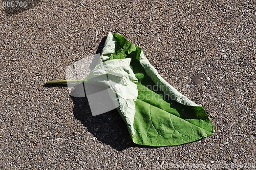 Image of Leaf on the street