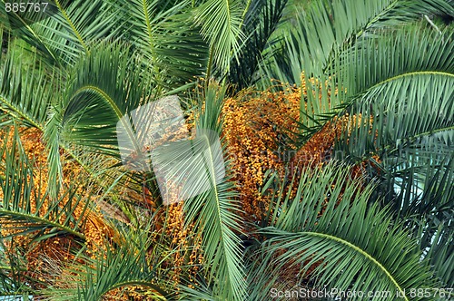 Image of Blossoming palm tree
